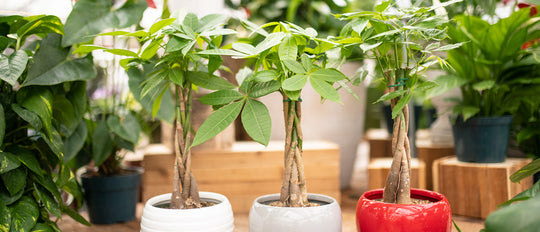 Money Tree Plant Care Tips