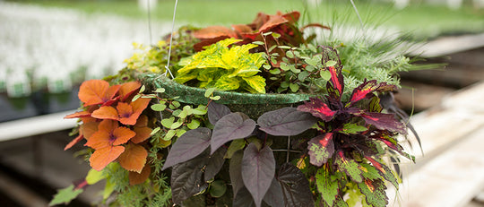 Our Hanging Basket Story