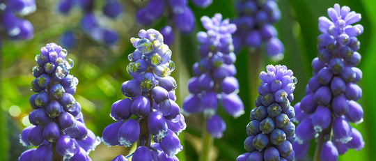 Easy Bulb Planting - Featuring Muscari Hyacinth