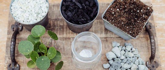 How to Pot a Houseplant without Drainage