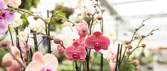 Orchid Care 101