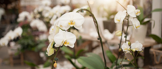 Opulent Orchid Planter