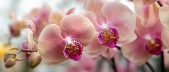 Pampering Your Orchid - Orchid Care for Beginners