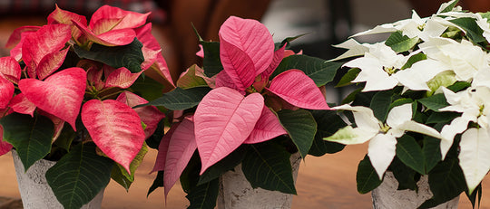 Our Poinsettia Story