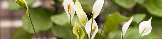 How to Care for Your Peace Lily