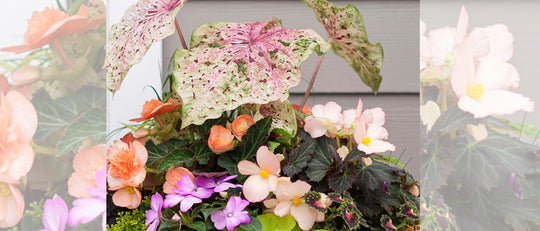 Colourful Peach Shade Planter