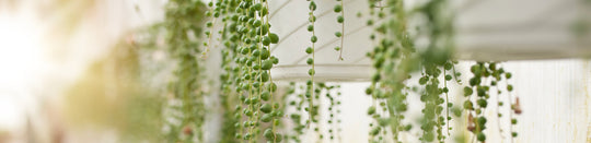 Caring for Your String of Pearls Plant
