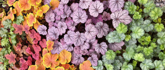 Autumn’s Secret Planting Season for Perennials in Your Garden