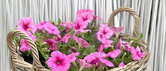 Planting + Caring for Pretty Petunias