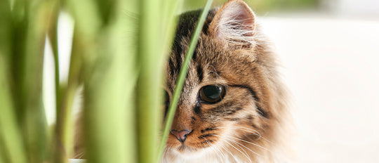 What House Plants are Pet Friendly?