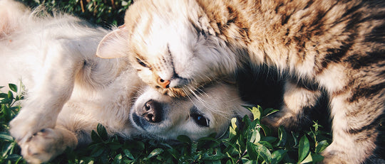 Paws in the Garden - A Place for your Pets too