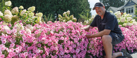 How to Plant Petunias