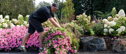 Roll Up Your Petunias and Plant Pansies for Fall