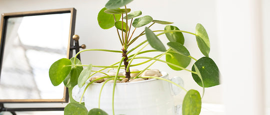 Pilea Peperomioides - Caring for Our Favourite Plant