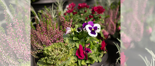 Pink and Silver Autumn Planter