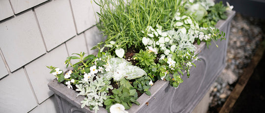Refreshing your Spring Planter Boxes