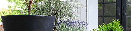 French Provence Perennial Inspiration