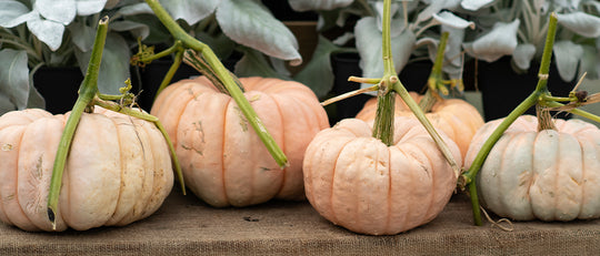 Growing Your Pumpkin Patch