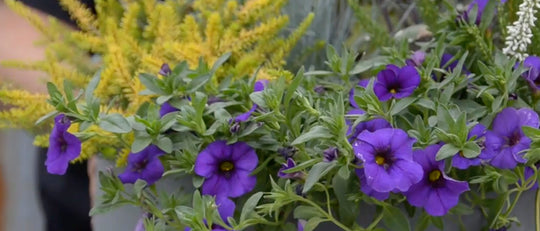 Fabulous Purple and Green Fall Planter
