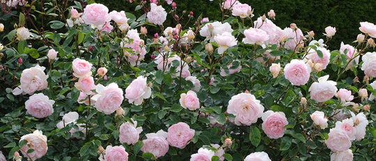 Planting Your New Rose Bush Like a Boss