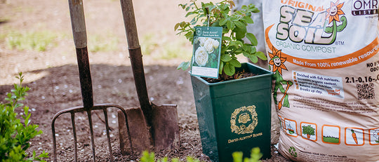 How to Plant Your David Austin Rose