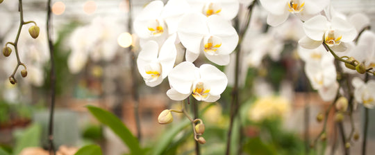 Do It Yourself Rustic Orchid Inspiration