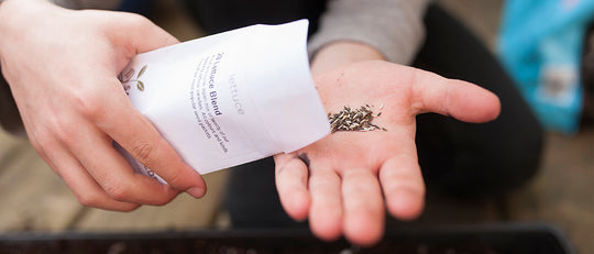 Starting Seeds for Spring with Kids!