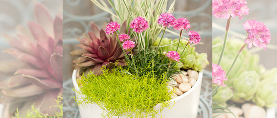 Canyonlands Oasis Planter