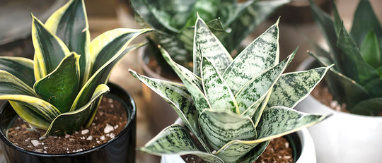 How to Care for your Sansevieria Snake Plant