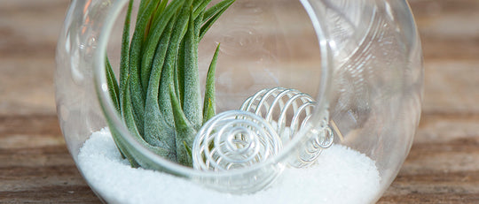 Air Plant Snow Globes