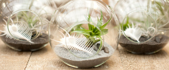 Black Sea Terrarium with Air Plants