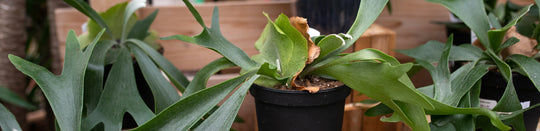 How to Care for your Staghorn Fern
