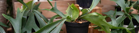 How to Care for your Staghorn Fern