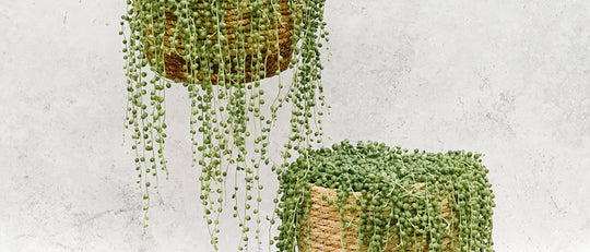 Caring for Your String of Pearls Plant