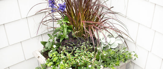 How to Create a Stunning Container Garden