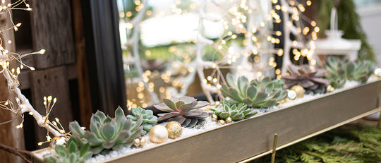 Magical Snowy Succulent Planter Video