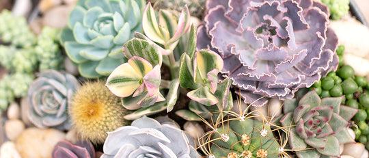 Top 5 Care Tips for Happy and Healthy Succulents