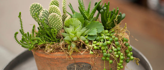 Create A Rustic Succulent Planter