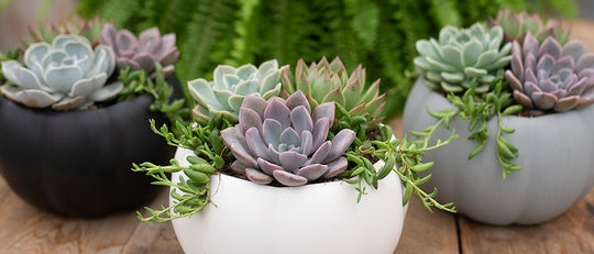 DIY Pumpkin Succulent Planter