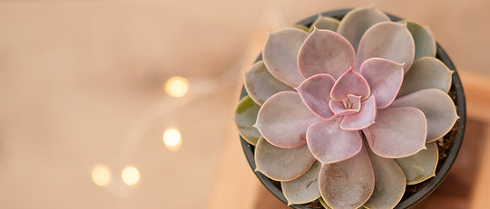 Rustic Christmas Succulent Planter