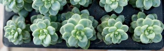 Our Succulent Story - Homegrown with Love