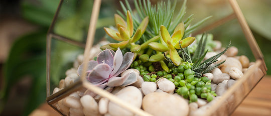 Make Your Own Succulent Terrarium