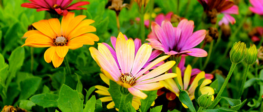 Jason’s Quick Summer Garden Tips