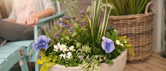 DIY Sun Loving Planter