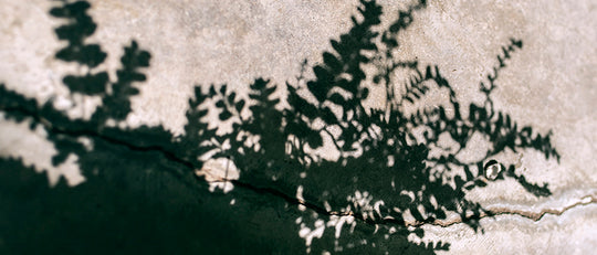Finding the Sun & Shade in Your Yard