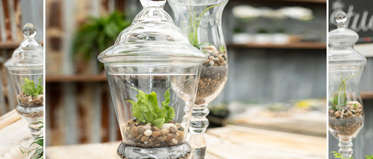 Make Your Own Hurricane Pedestal Terrarium