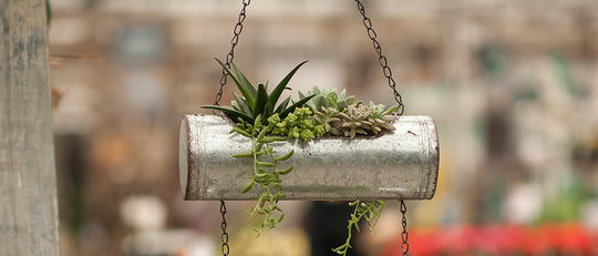 Succulent Tin Trio Planter