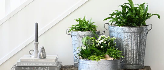 Easy Ways to Add Natural Greenery to Your Home