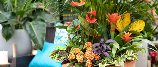 Cabana Breeze Indoor Tropical Planter