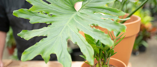 Up-Potting Tropicals and Indoor Plants